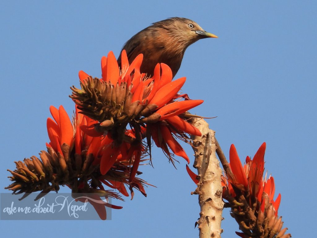 Birds Of Nepal