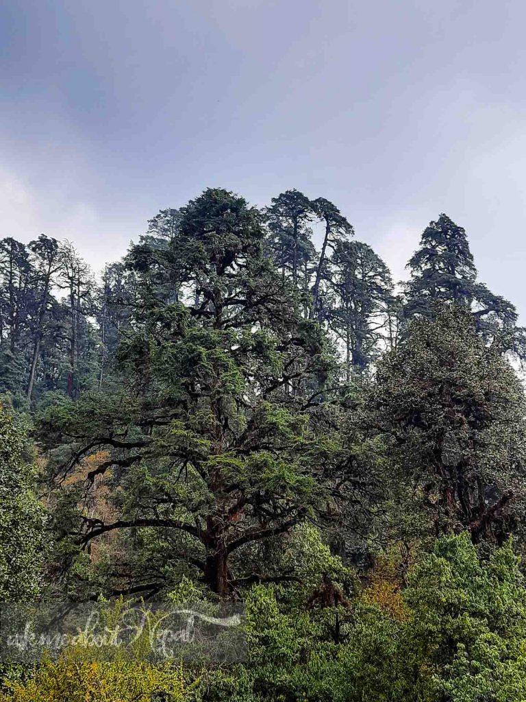Cedar Forest in Nepal