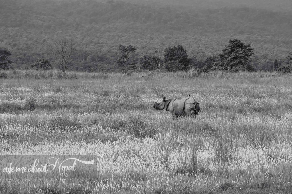 One horn Rhino in Nepal