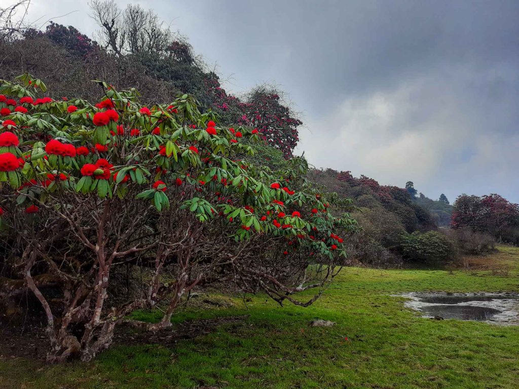 In search of Rhododendrons
