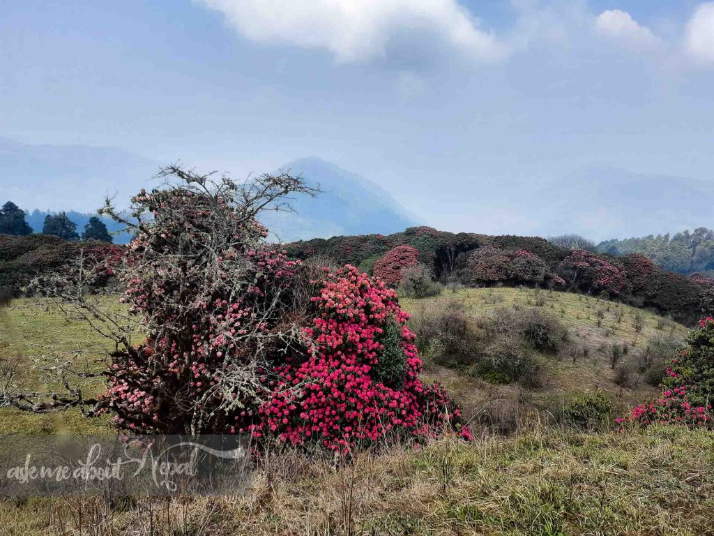 In search of Rhododendrons