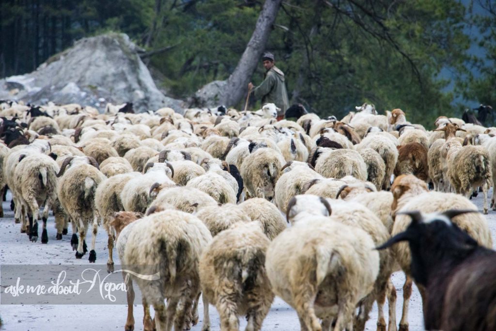 Sheep Farming in Nepal