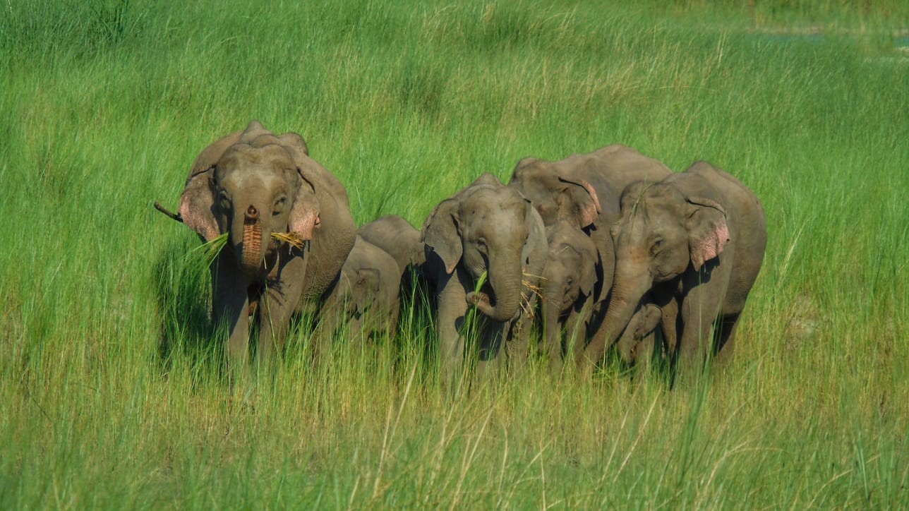 Elephants of Nepal